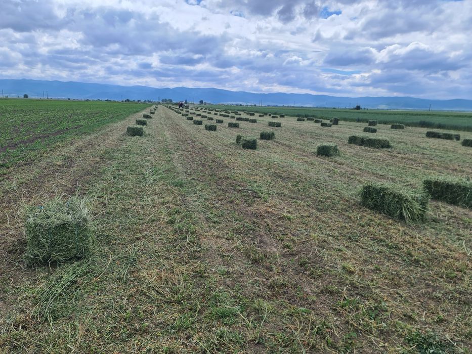 Vând baloti  Lucernă fân de munte trasport la domiciliu producție 2024