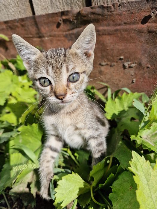 Pui de pisica pentru adopție