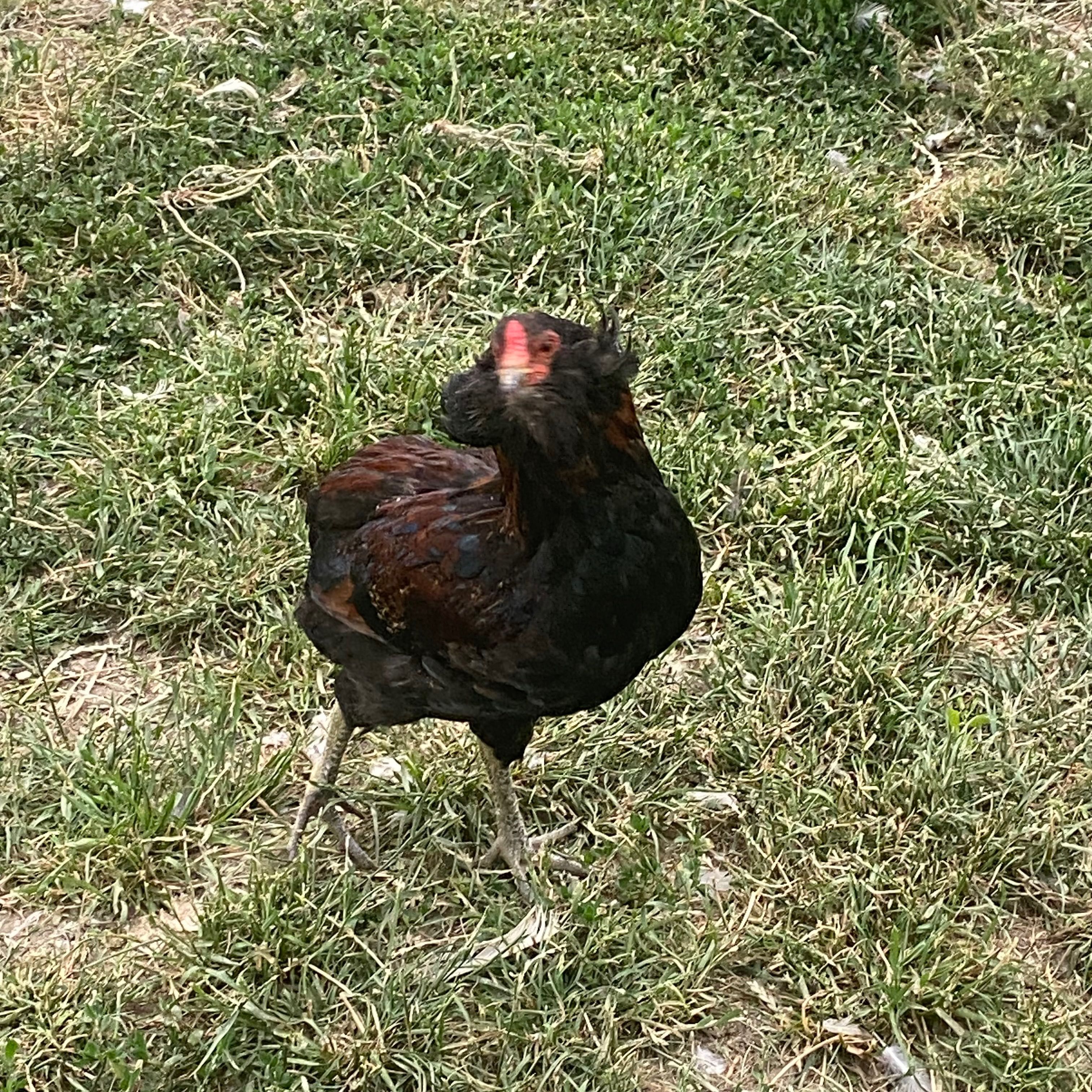 Vând Cocoși araucan