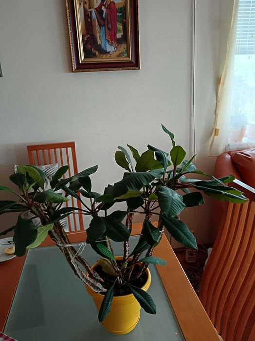 Еуфорбия, плюеща палма