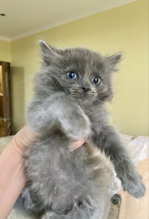 Отдам котенка 1,5 мес, мама породы британская длинношерстная