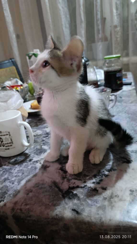 Отдам даром котят.