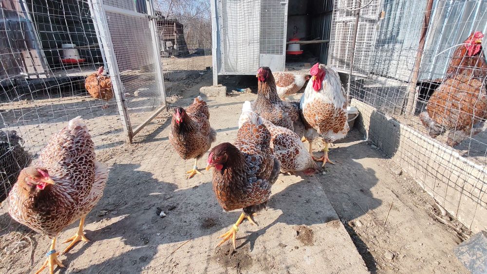 Ouă pt incubat wyandotte albastru auriu