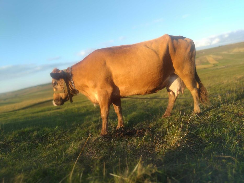 Vând vaci gestante cu o producție foarte buna de lapte și o junica