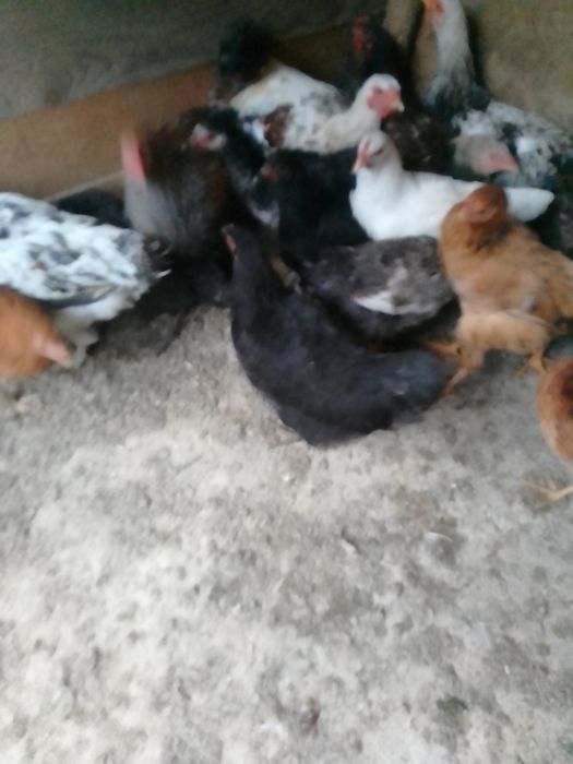 Pui de  țară de vânzare