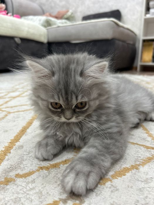 Продам породистых котят