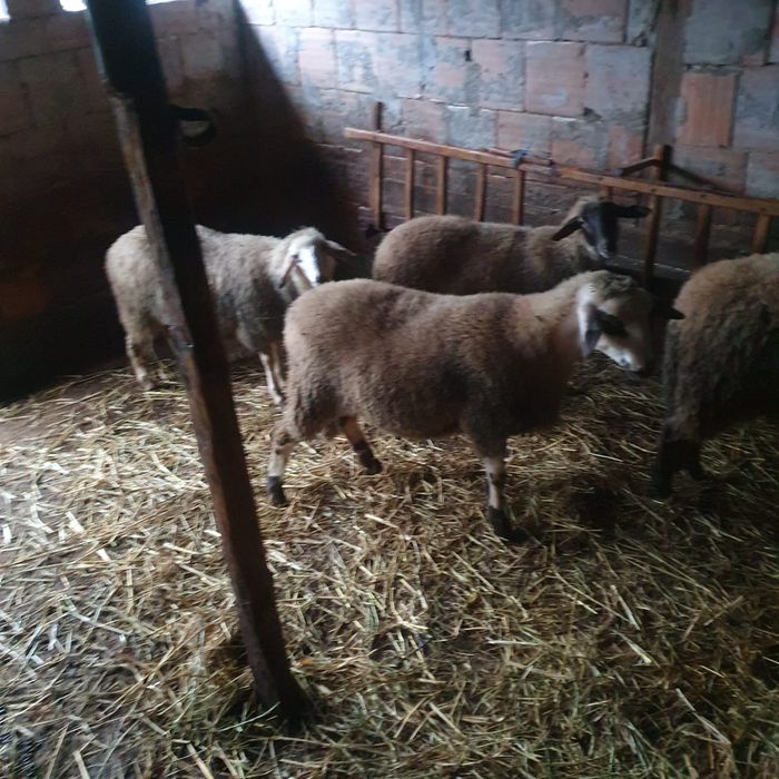 Агнета на 7 месеца – по договаряне (на килограм)