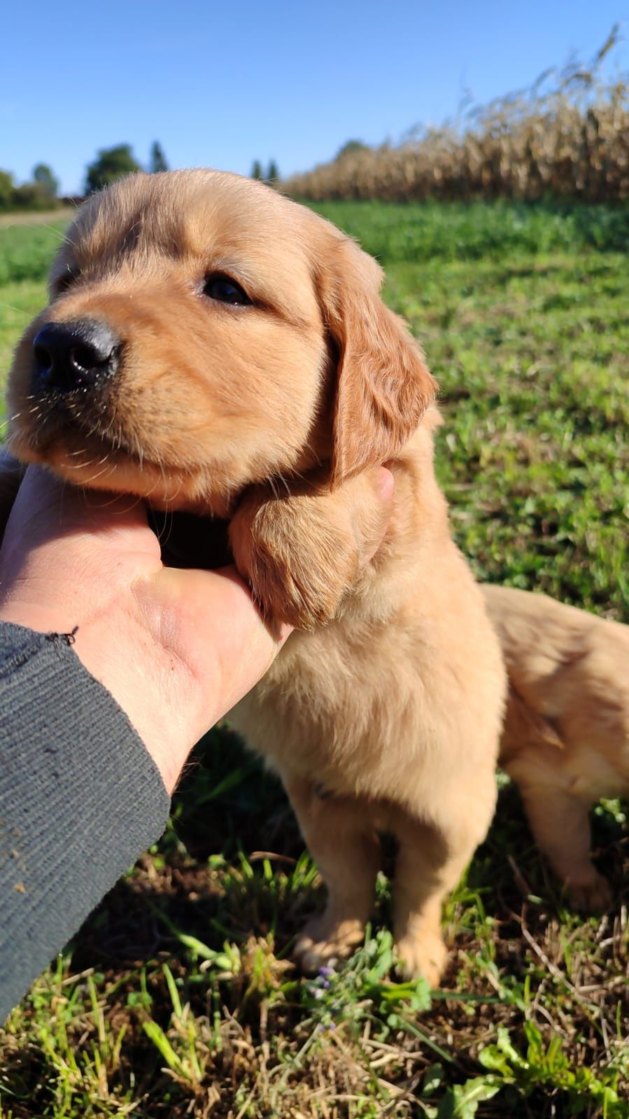 Baietel golden retriever
