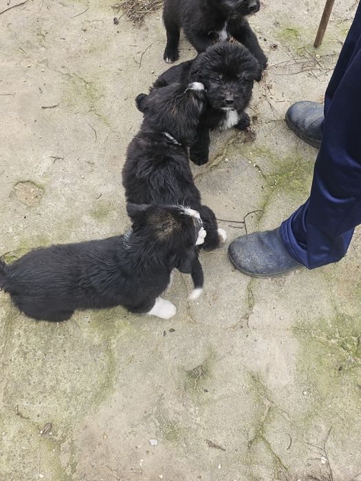 Подарявам кученца