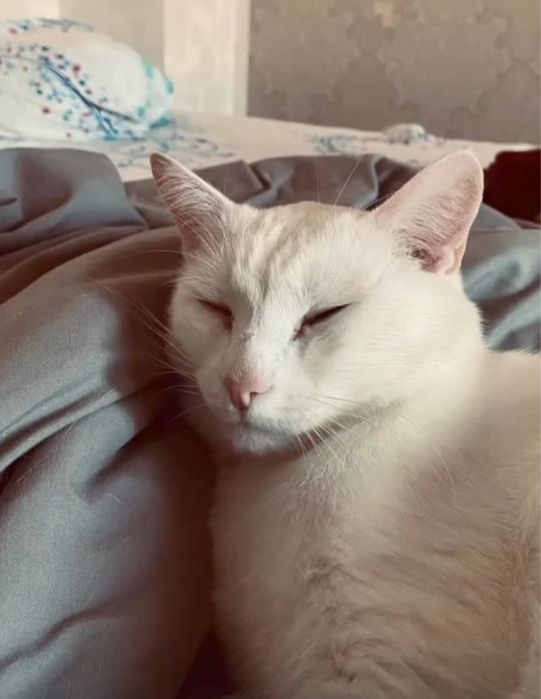 Отдам кота в дрьрын руки