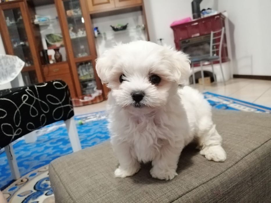 Bichon maltez mini toy baietel