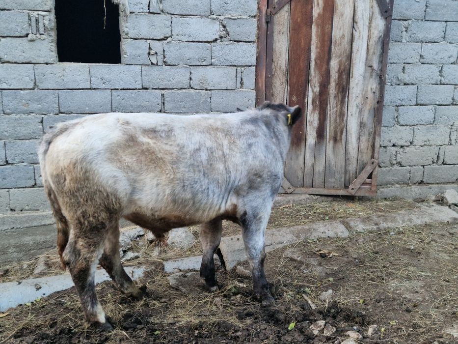 Vand 2 vaci si 1 taur si o vitea