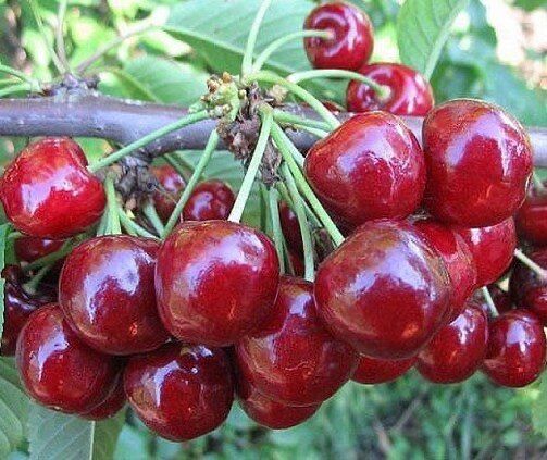Pomi Fructiferi!!!