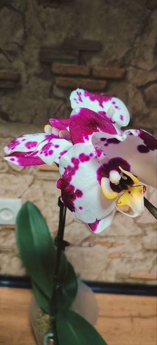 Орхидея Phalaenopsis