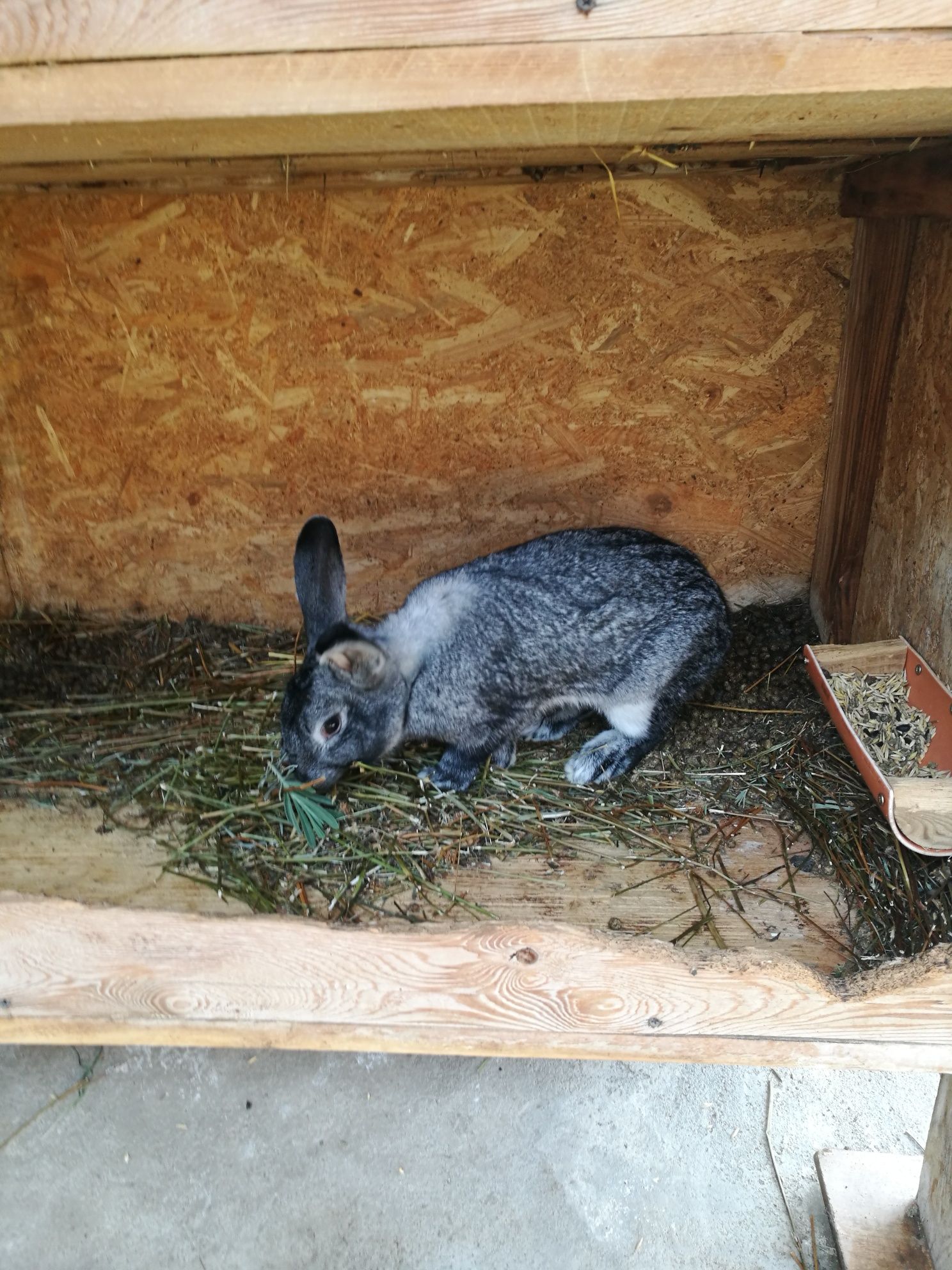 Femele chinchilla mare