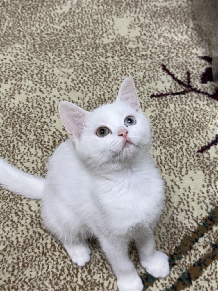 Скоттиш страйт котята разными глазами 3 месяцев