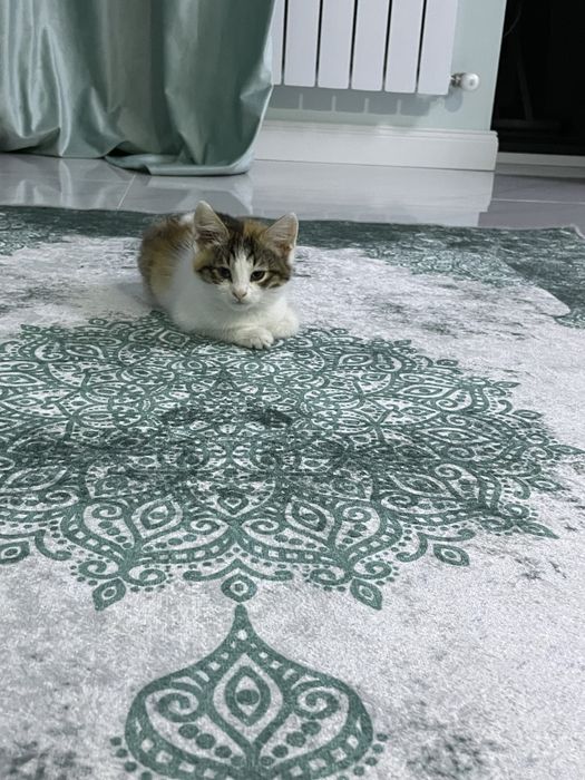 Котенок девочка 3 месяца