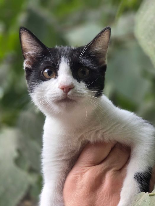 Малыш ищет семью!