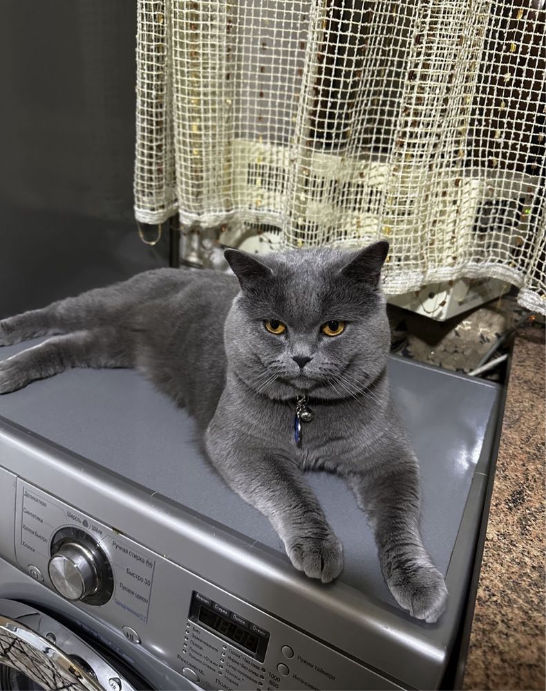 Вязка Скотиш Страйт