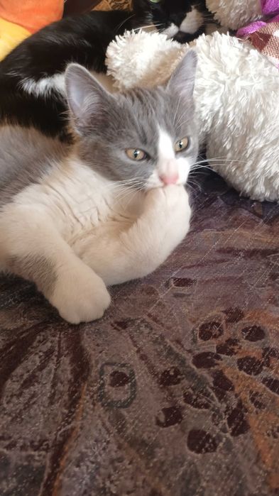 Продавам котенца