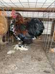 Vand cocosi cochinchina portelani pitic