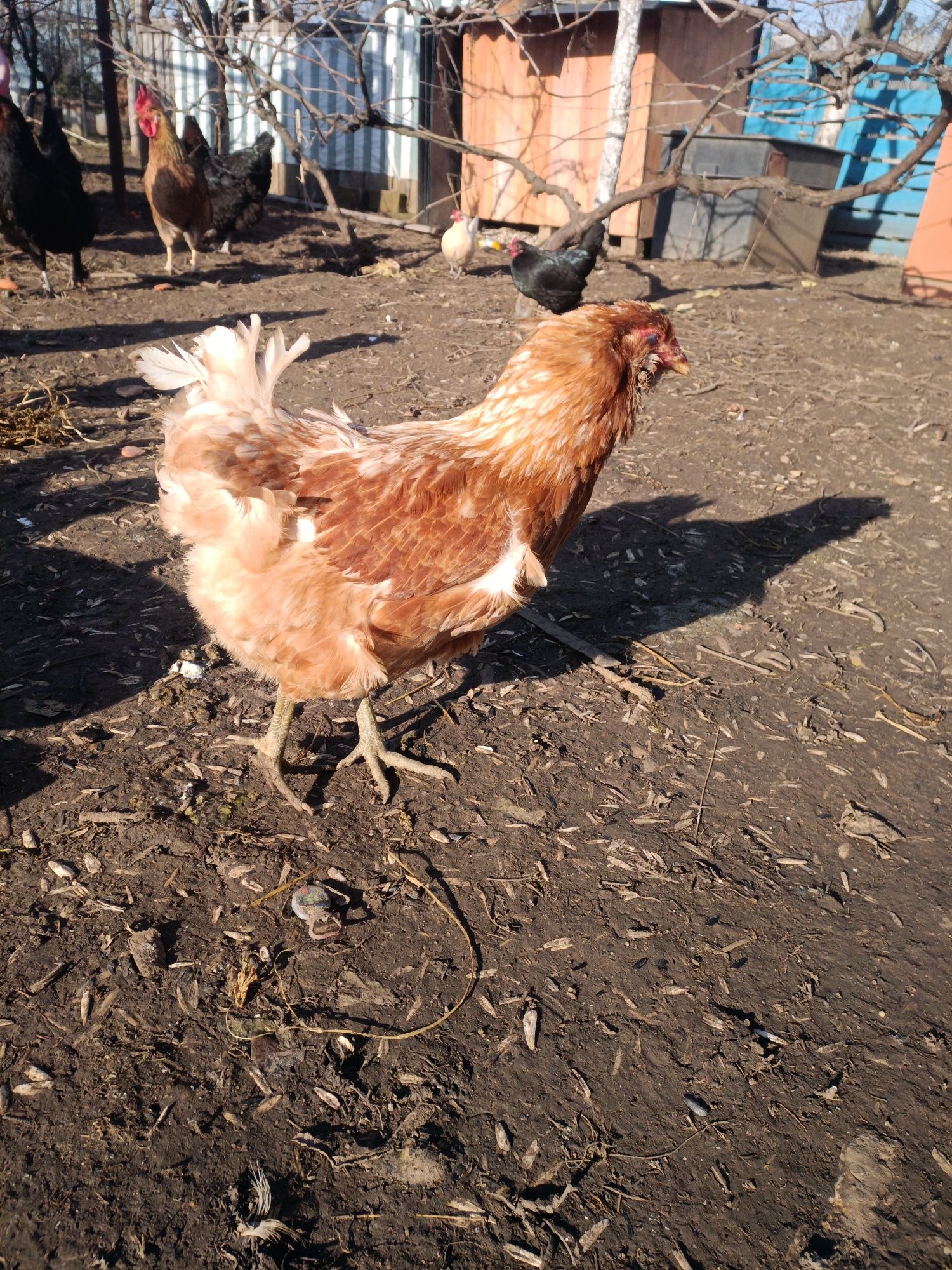 Ouă de casă (oua proaspete de la găini de casă)