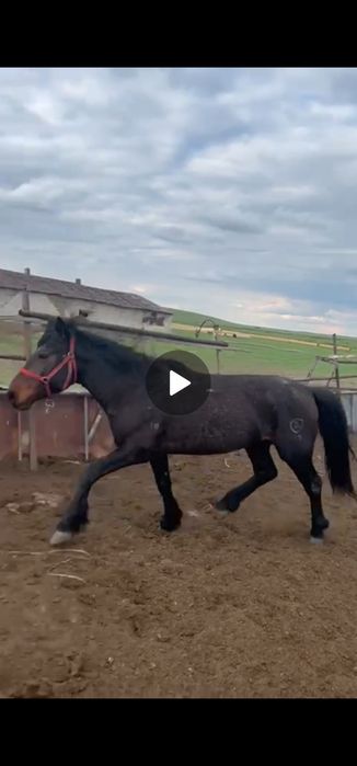 Жеребец 7 лет Кушумской породы, Құшым Айғыр