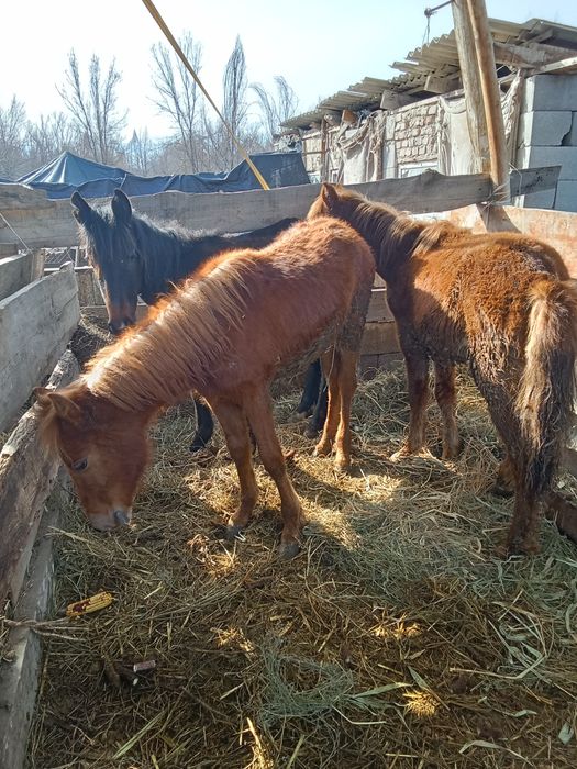 Лошади годовалые кобылки