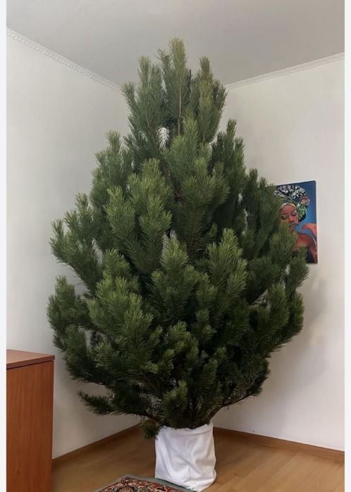 Ёлки новогодние жывое сосны живои ёлка элки елка новогодные жывые