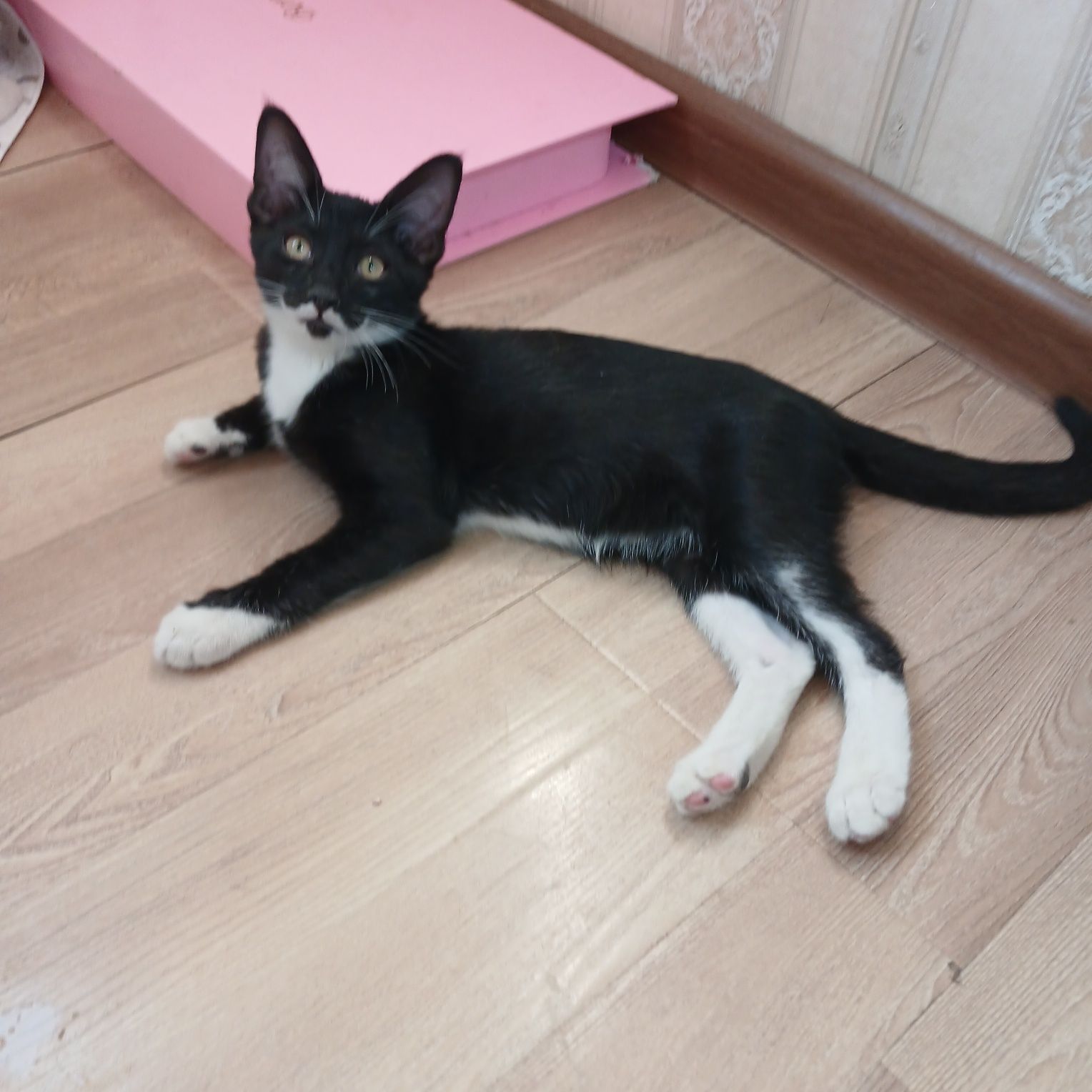 Отдам даром Котят,мушукчалар хадияга
