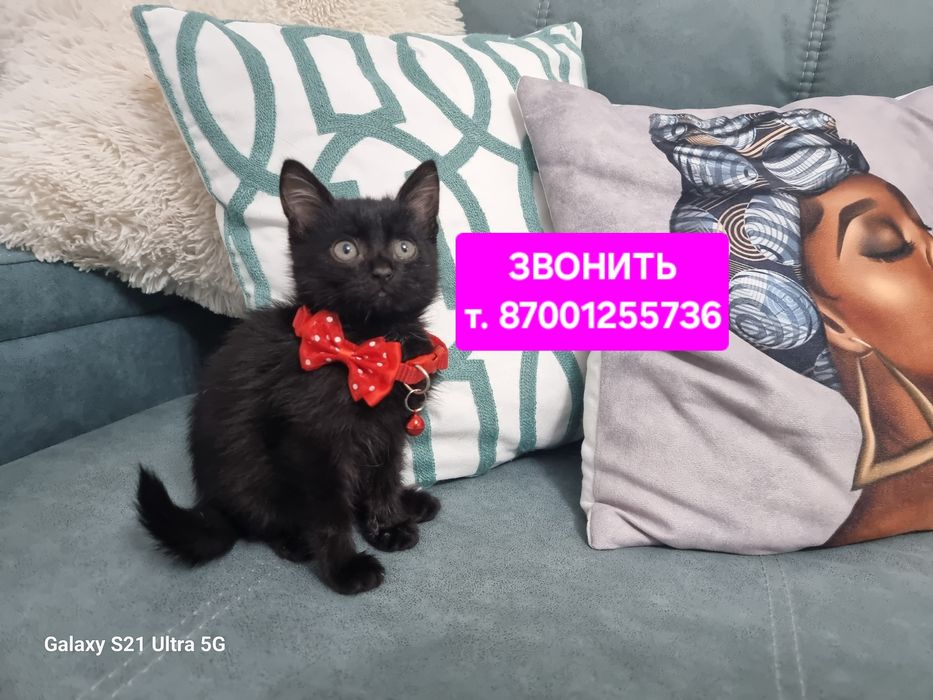 Котёнок мальчик 1.5 мес