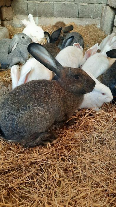 Куёнлар сотилади