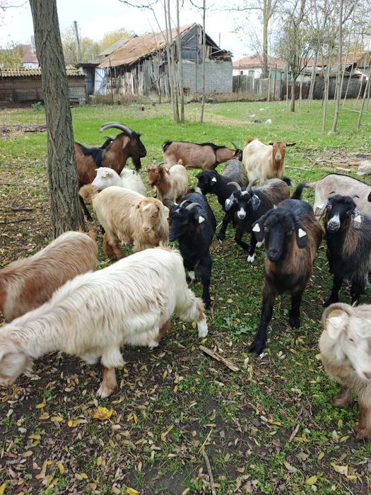 Vând 20 de capre și 2 țapii Alpini