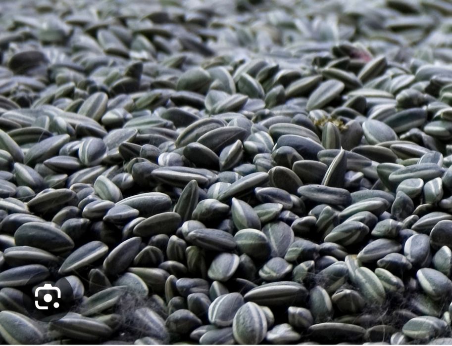 Floarea soarelui insacuita