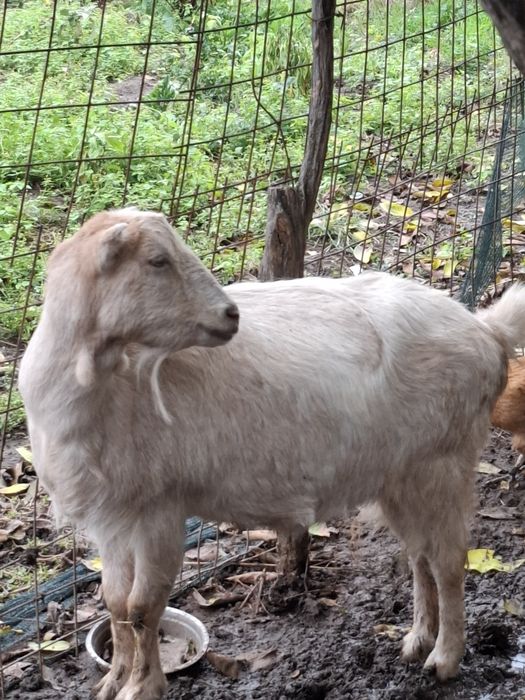 Stăpânul nu mă mai vrea