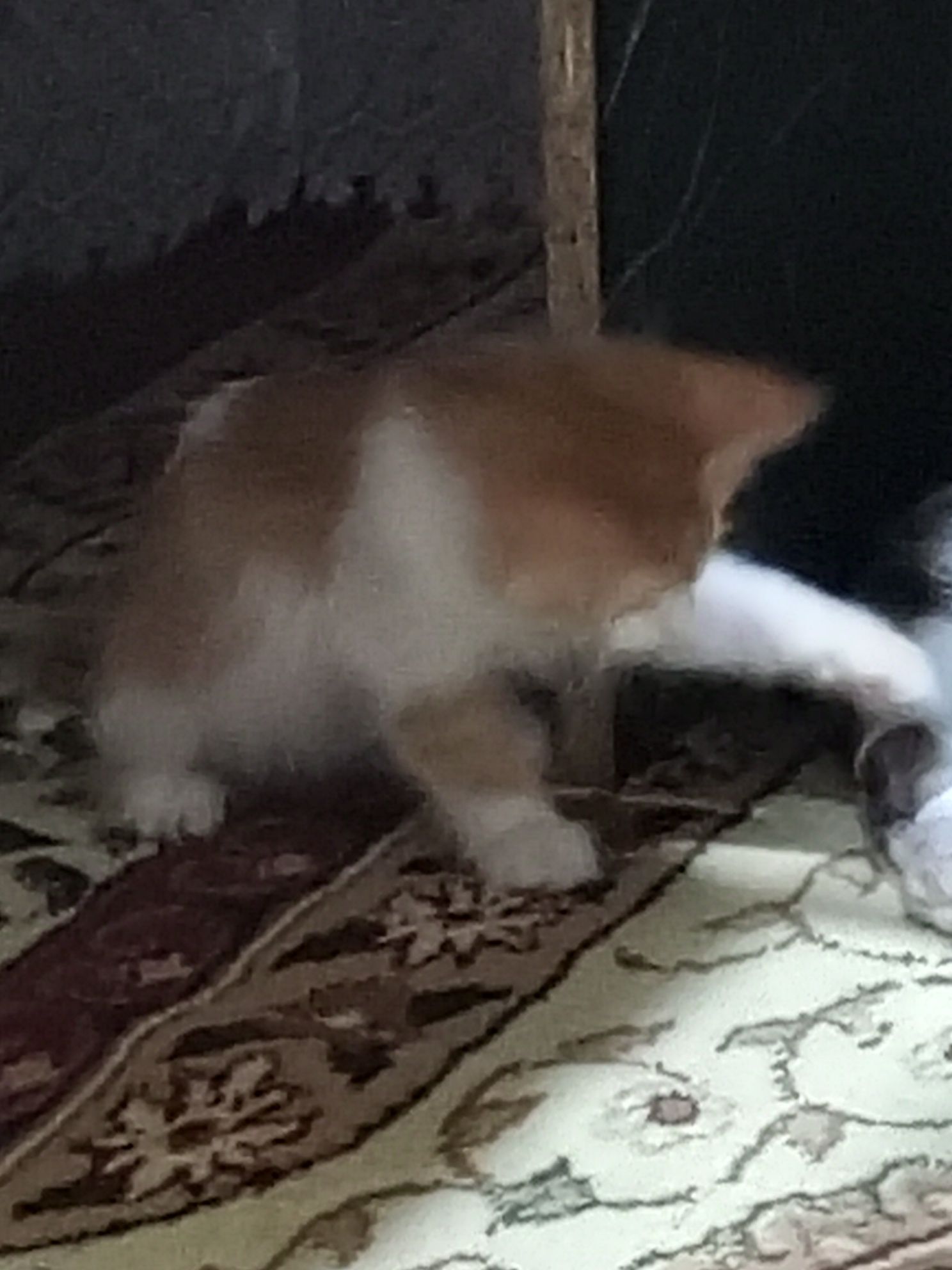 Маленький котик Лео