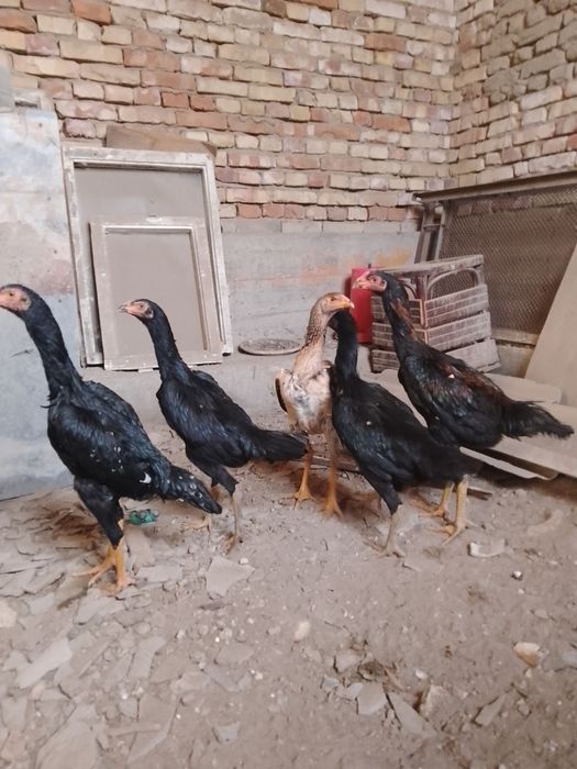 Зот корейский кулангилар сотилади