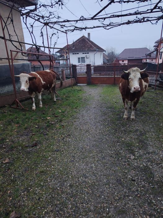 Vand juninci baltata romanesca