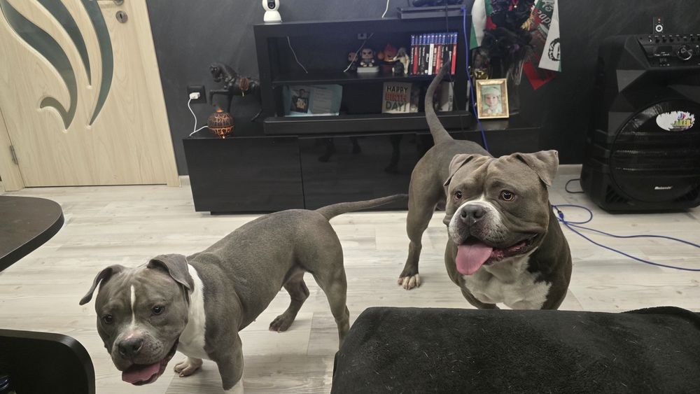 Американско покет були / American pocket bully