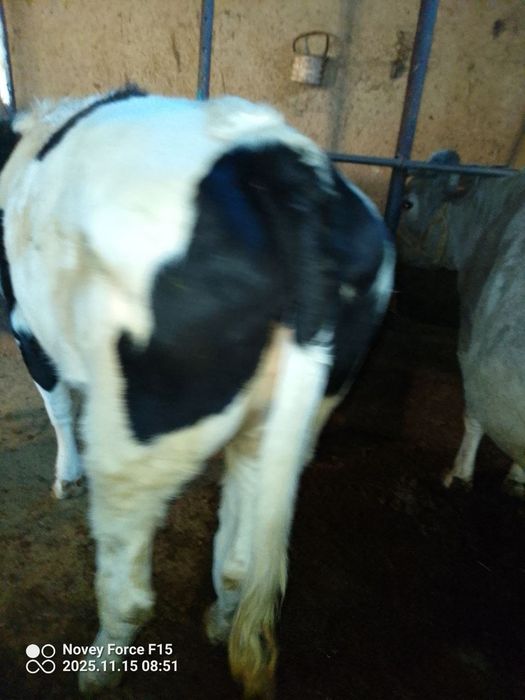 Zottor sigir parvarish qilingan