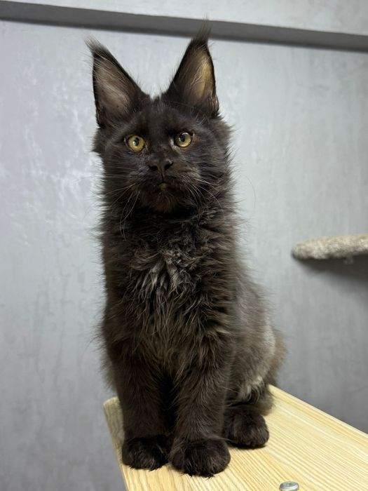 котята мейнкун из питомника