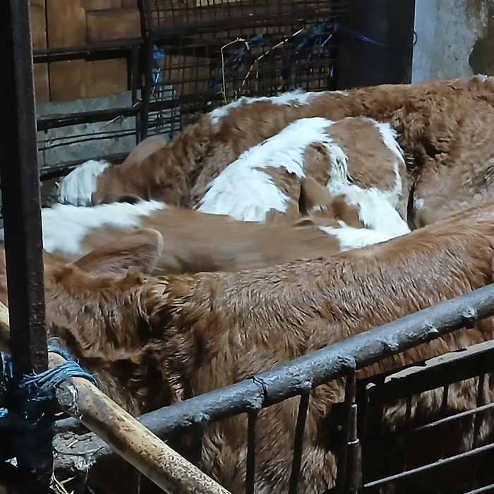 Vitei baltata romaneasca