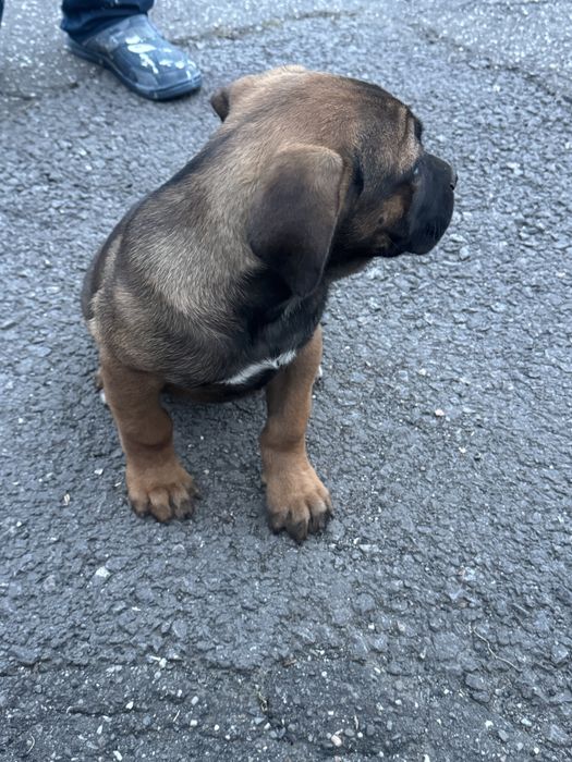 Pui femela  Cane Corso