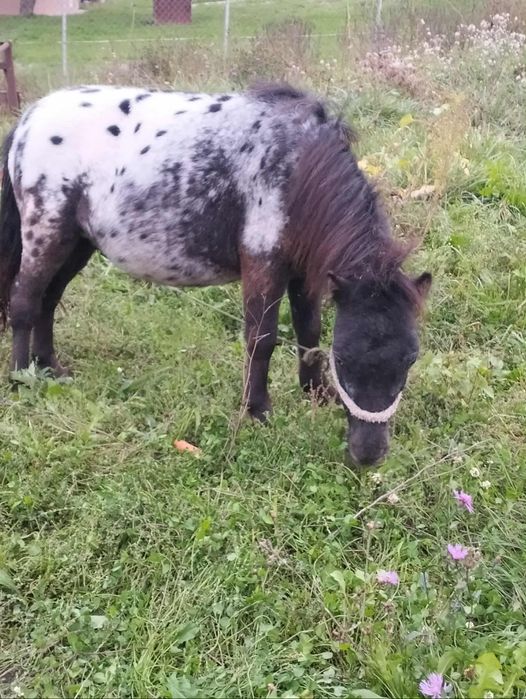 Poneiul se afla in popeni Salaj