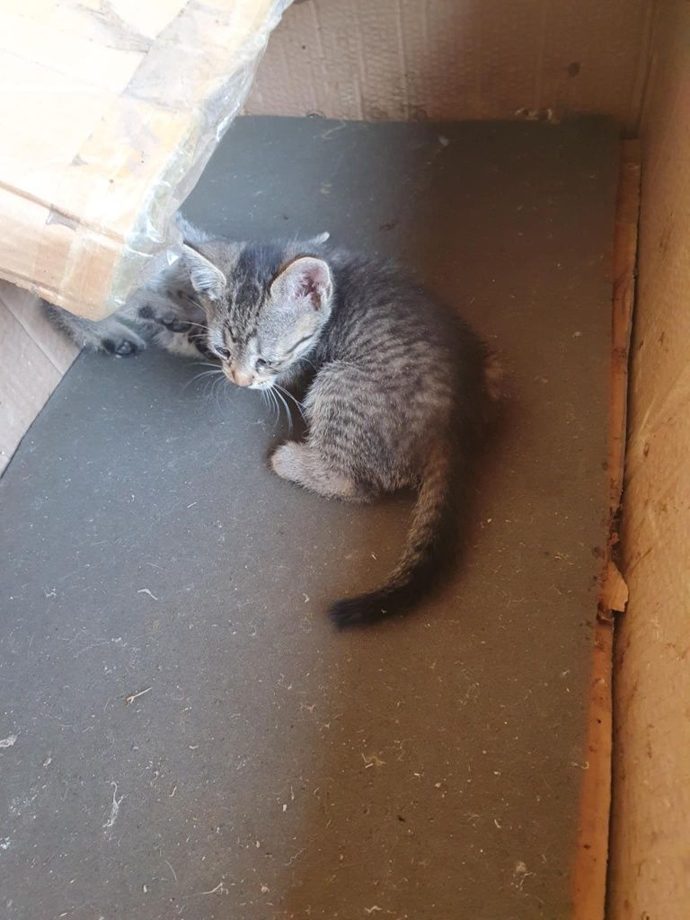 Adopție 6 pui de pisica