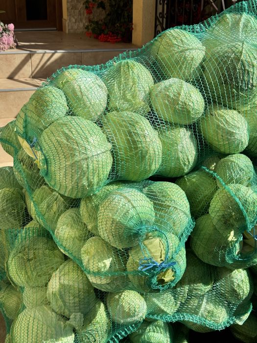 Varza cu frunza subtire - de la producator