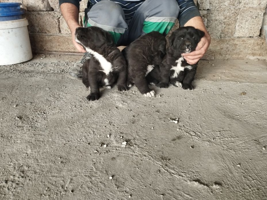 Alabay bollari sotiladi bir oylik boldi liniyasi bor