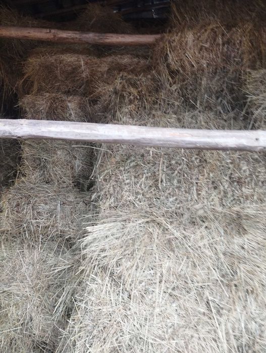 Бали сено малки от 2025,прибрани до 10 юли