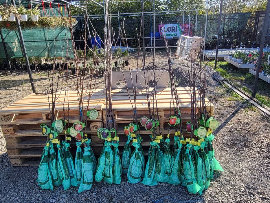 Vand pomi fructiferi altoiti si certificati