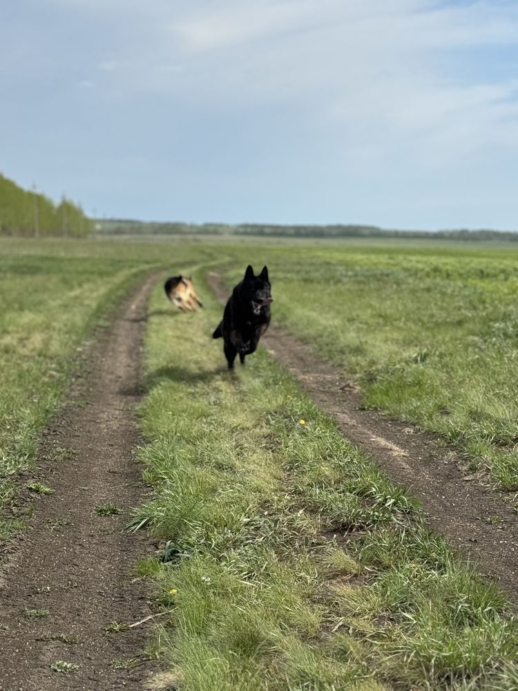 Кобель для ВЯЗКИ